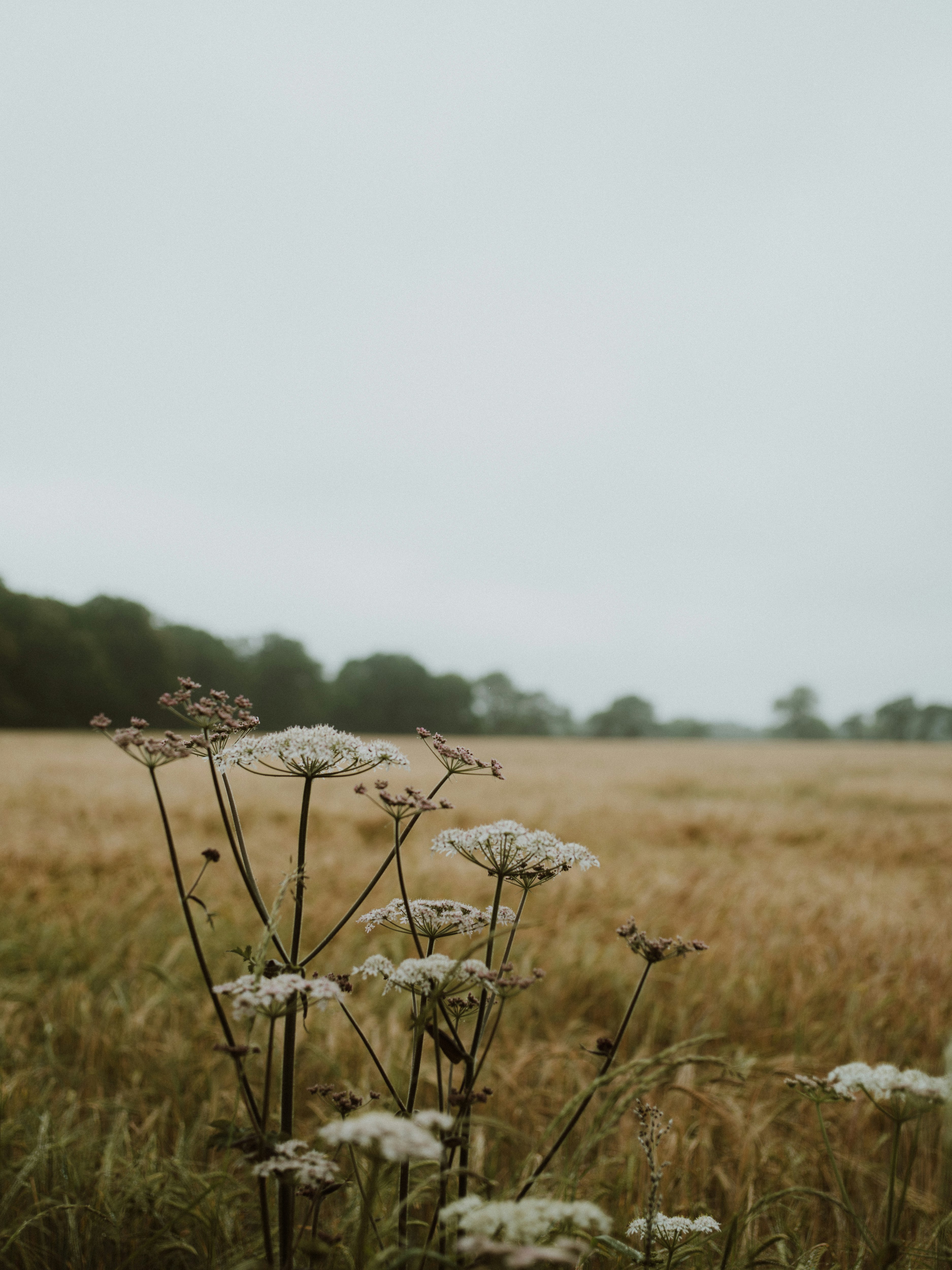 white flower on green grass field during daytime